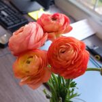 IMG_20240227_120124