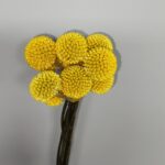 IMG_20251112_083656
